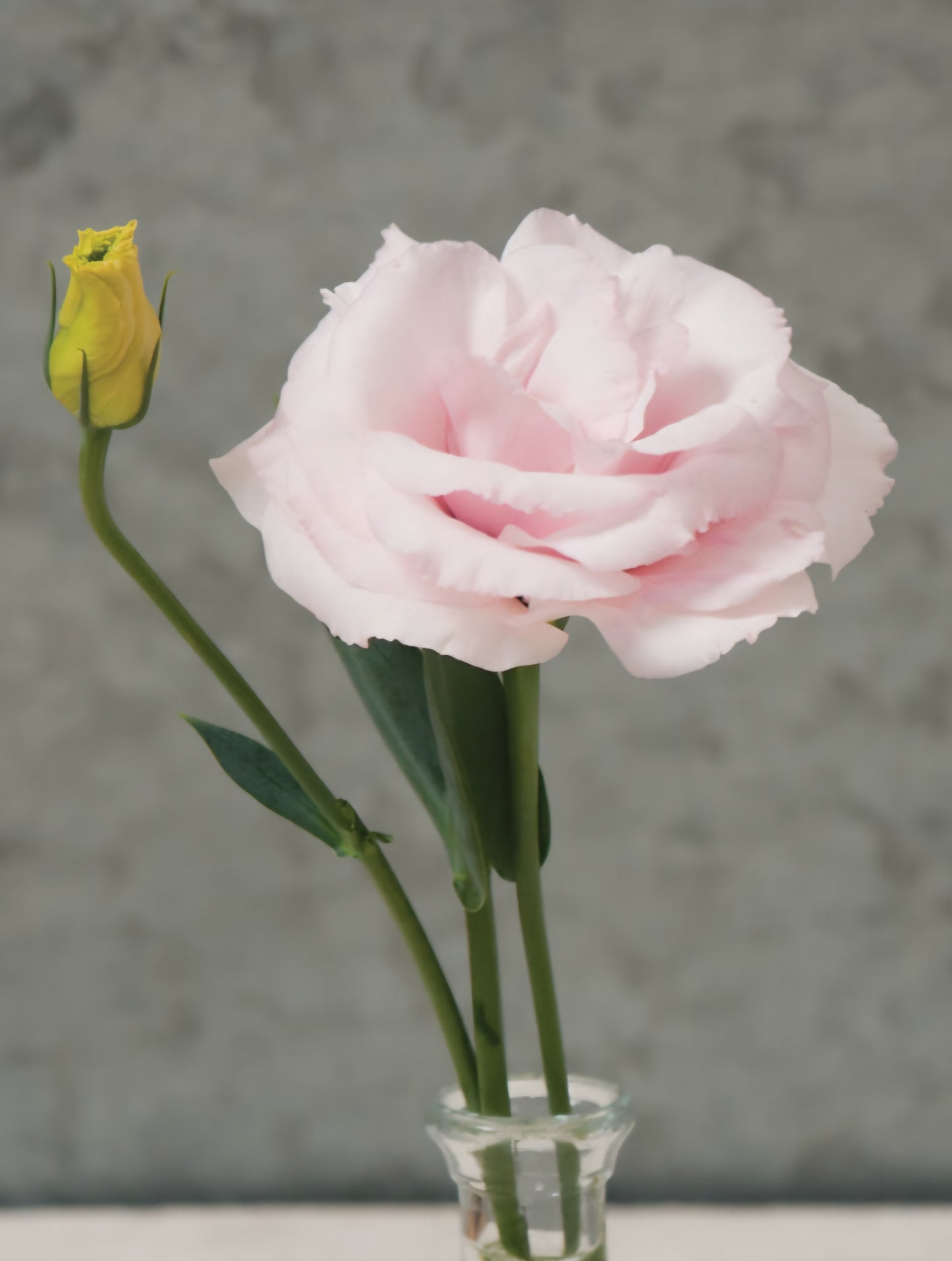 Lisianthus Arena 3 Baby Pink Plugs