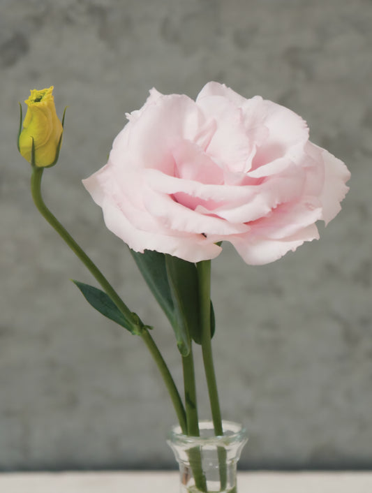 Lisianthus Arena 3 Baby Pink Plugs