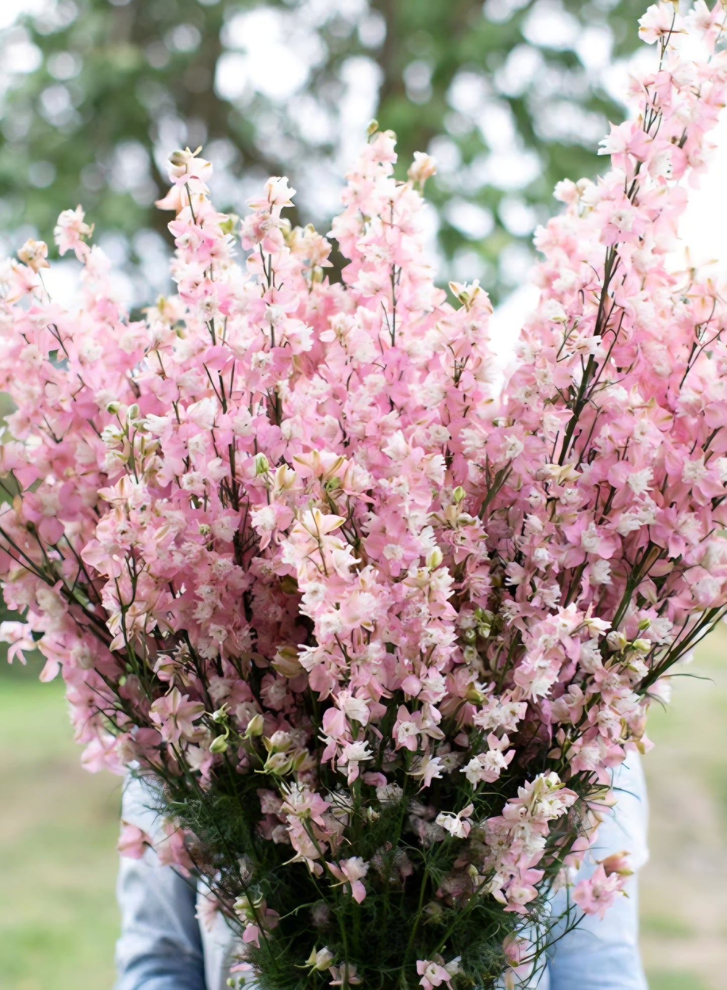 Larkspur QIS Light Pink Plugs