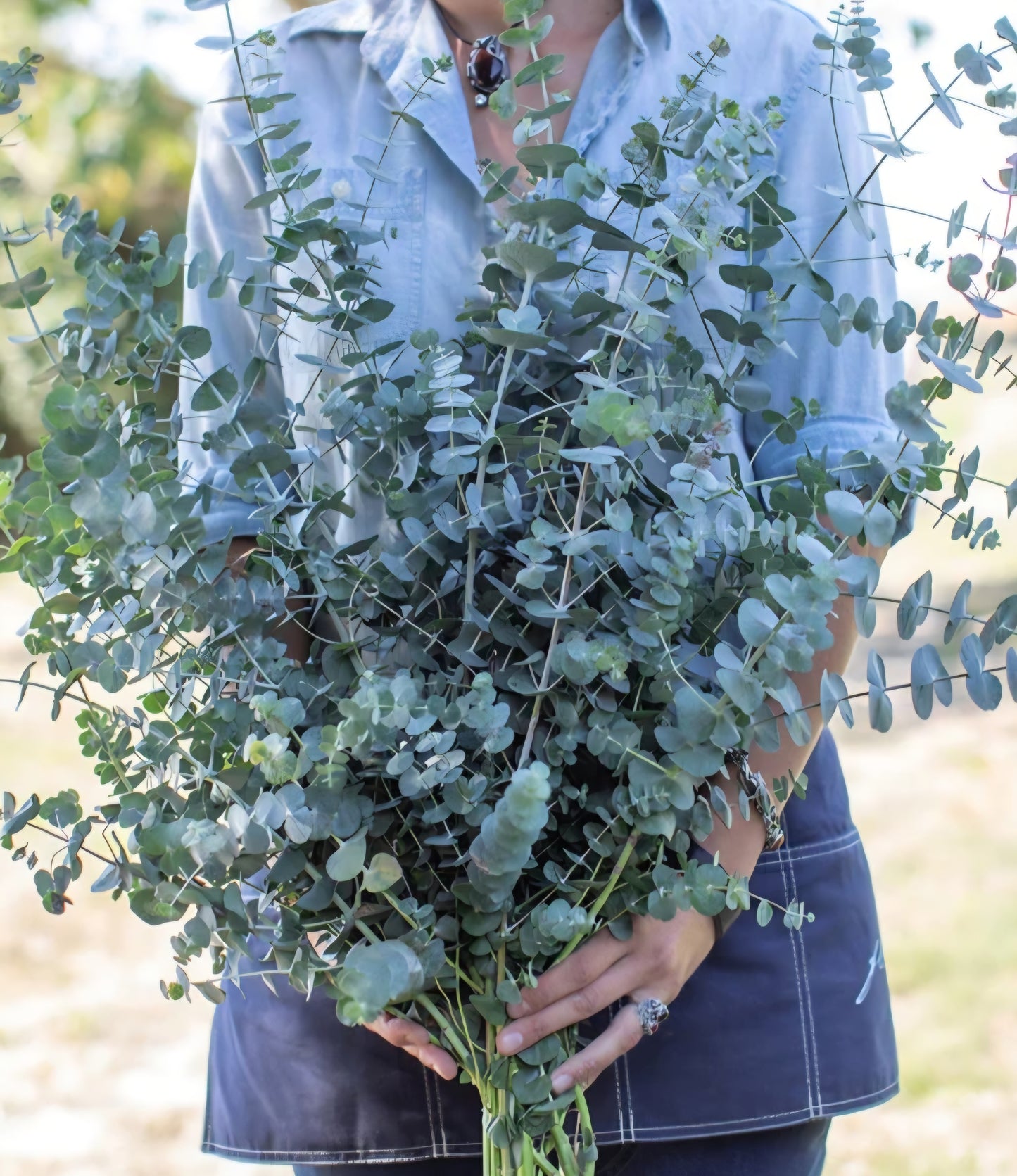 Eucalyptus Baby Blue Plugs