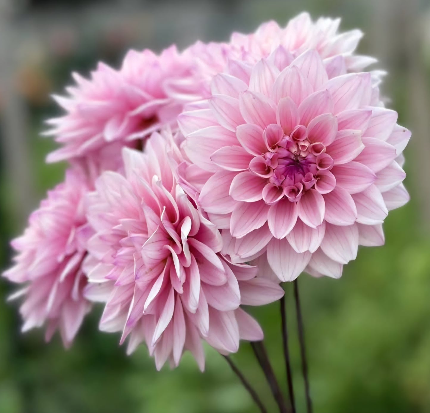 Karma Prospero Dahlia Tuber