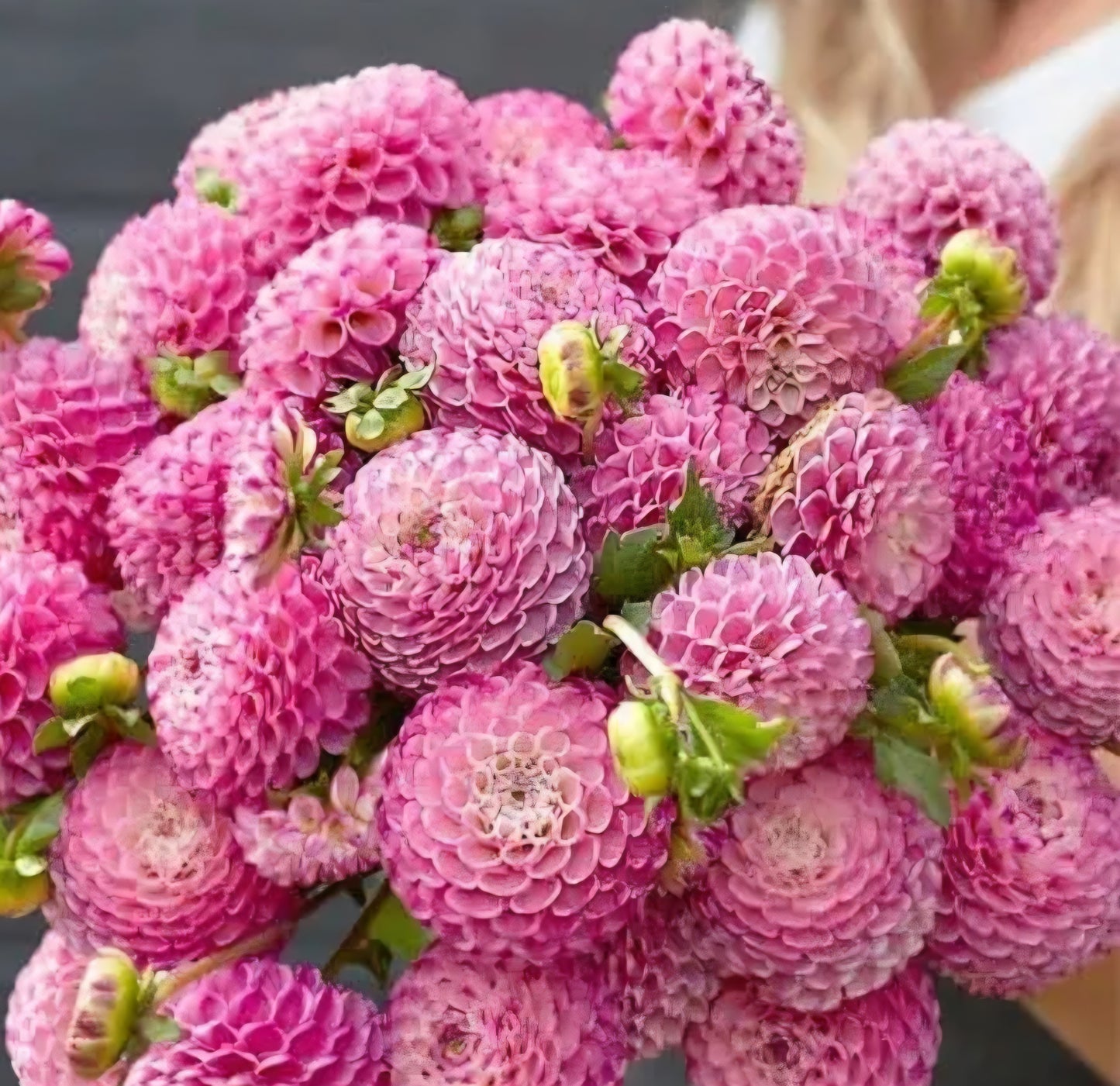 Zippitty Doo Dah Dahlia Cutting