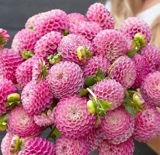 Zippitty Doo Dah Dahlia Tuber