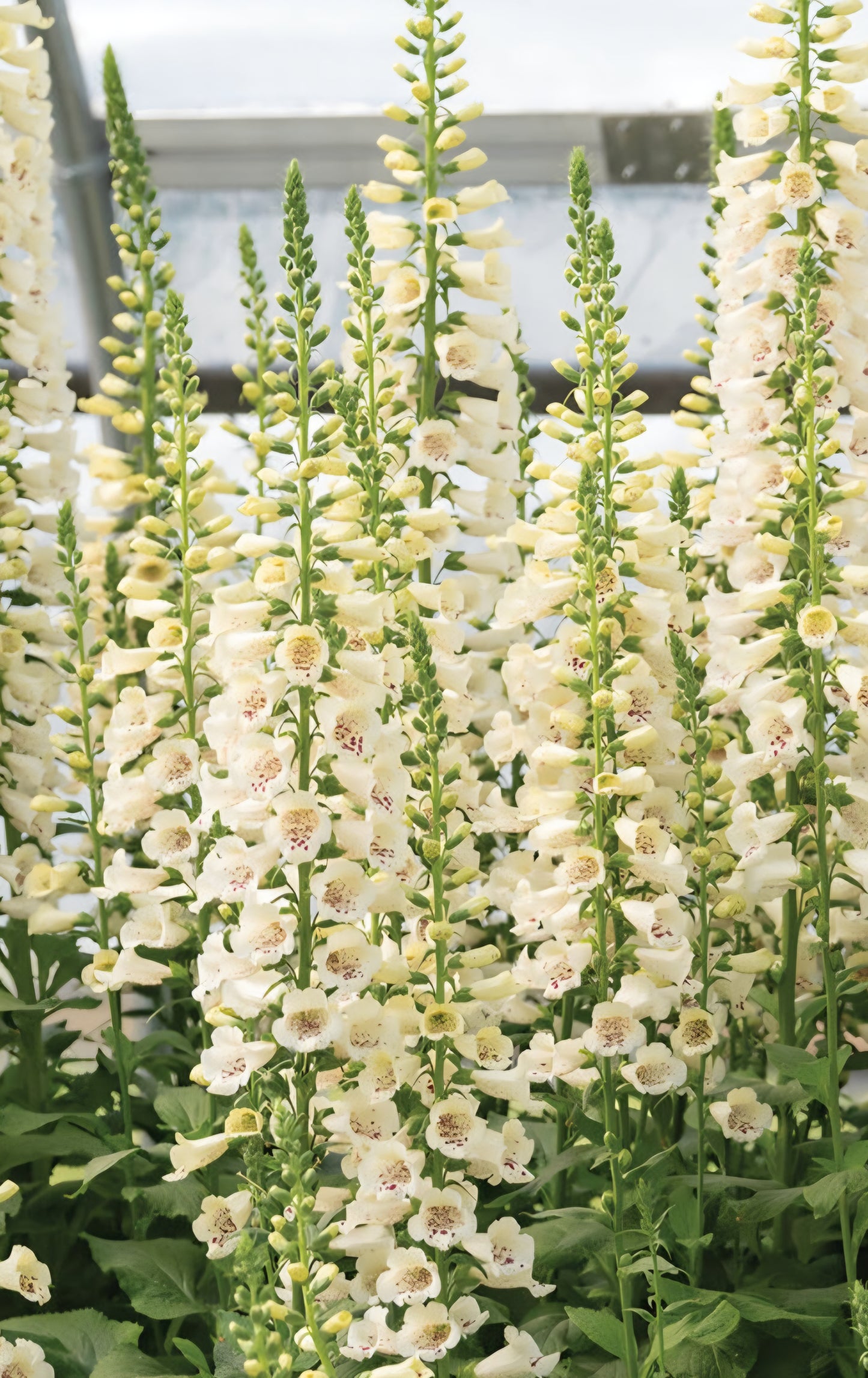 Foxglove Digitalis Camelot Creme Plugs