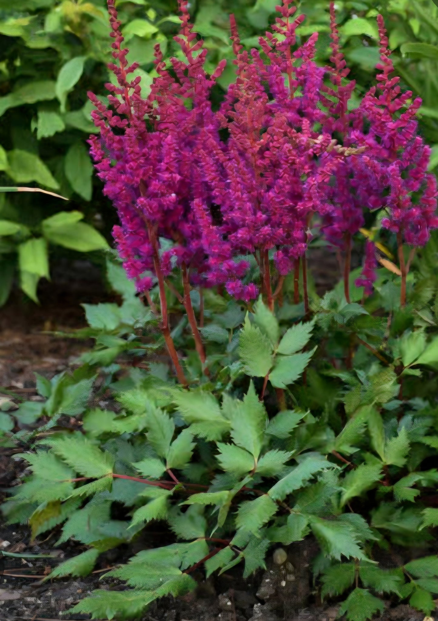 Astilbe Chinensis Visions In Red Roots (2)