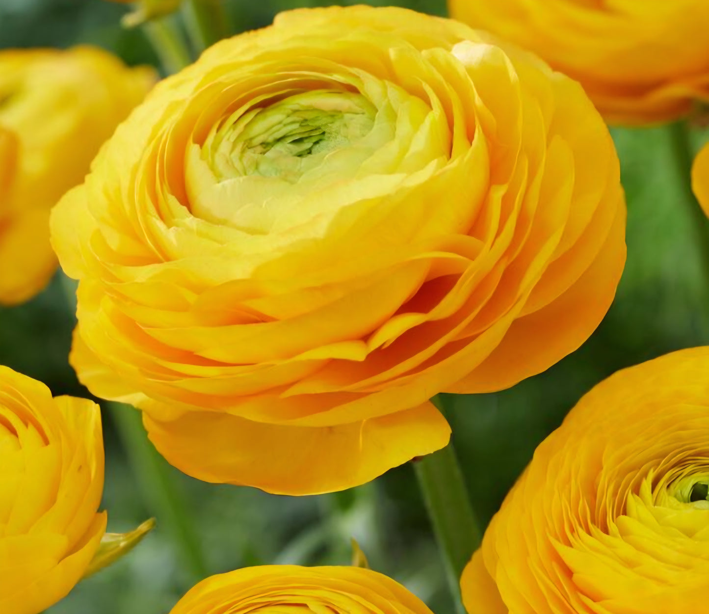 Aviv Yellow Ranunculus Corms