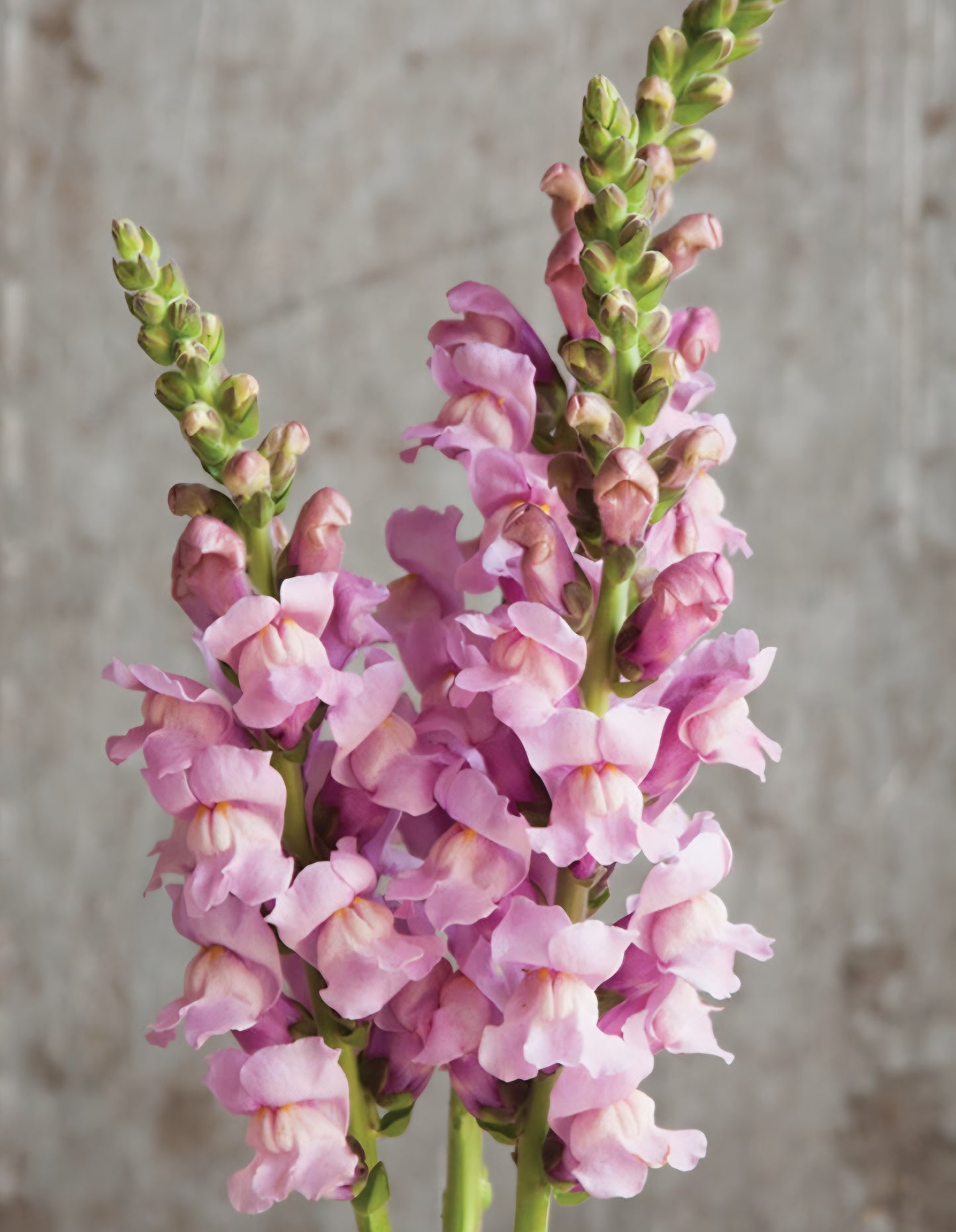 Potomac Lavender Snapdragon Plugs