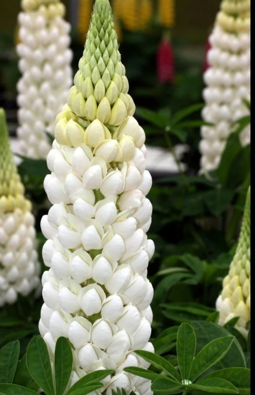 White Noble Maiden Lupine Plugs (4)