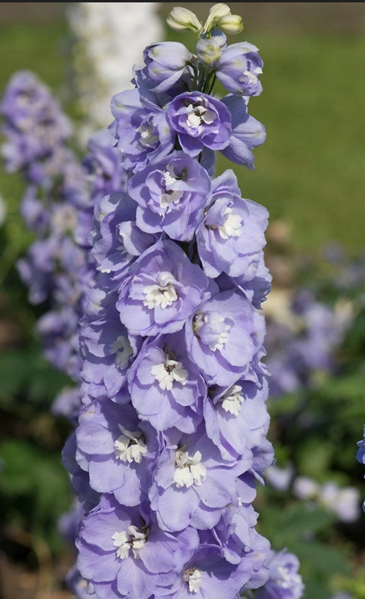 Delphinium Aurora Lavender Plugs