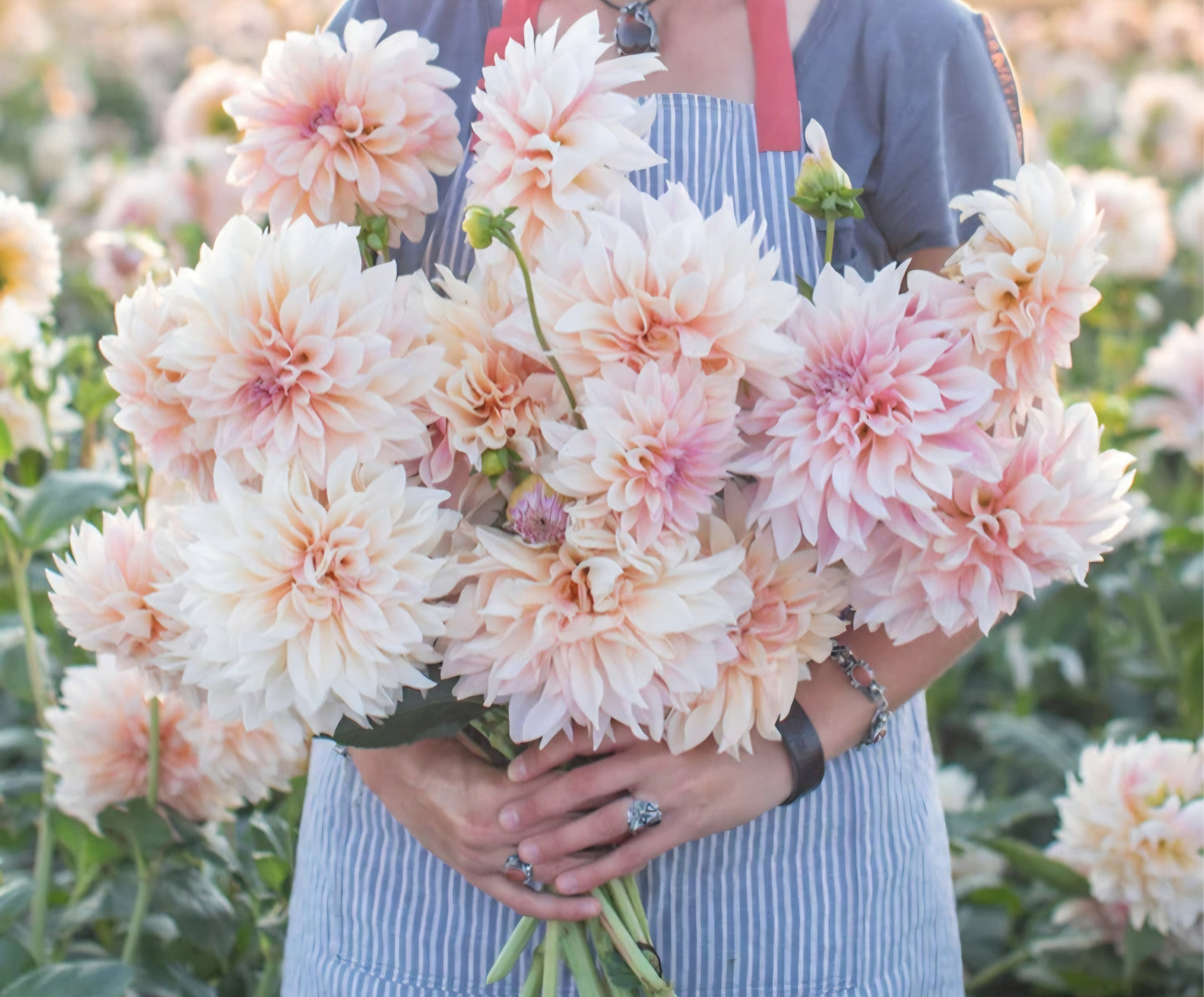 Cafe Au Lait Dahlia Cutting