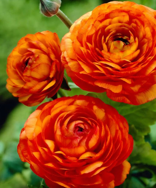 Aviv Orange Ranunculus Corms