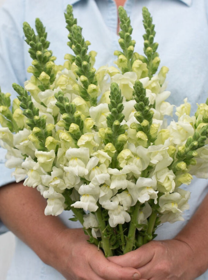 Potomac Ivory White Snapdragon Plugs