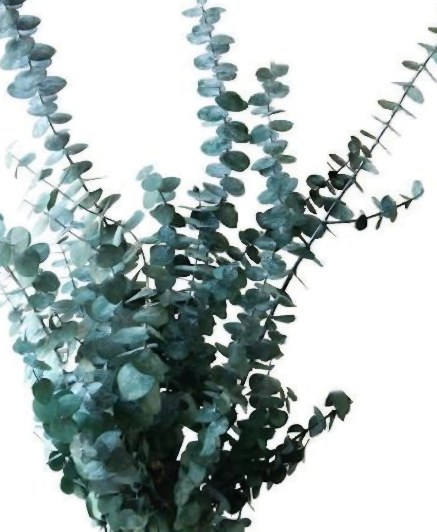 Eucalyptus Baby Blue Plugs