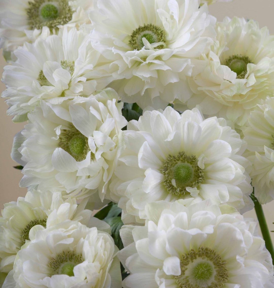 Anemone Italian Levante Bianco (10)
