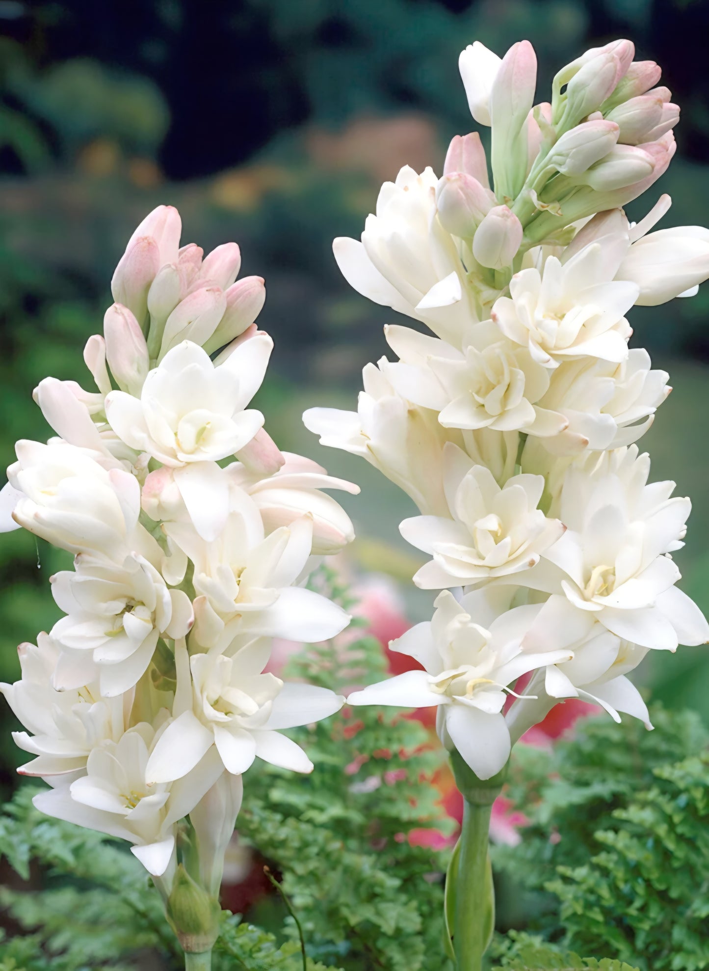 Polianthes Tuberose The Pearl Bulbs (5)