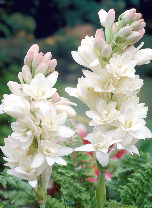 Polianthes Tuberose The Pearl Bulbs (5)
