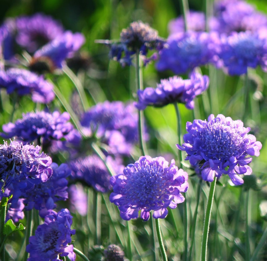 Fama Scabiosa Deep Blue Plant Plugs