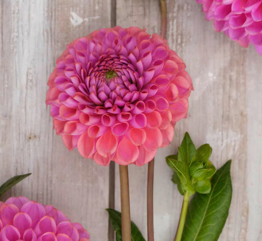 Isabel Dahlia Tuber