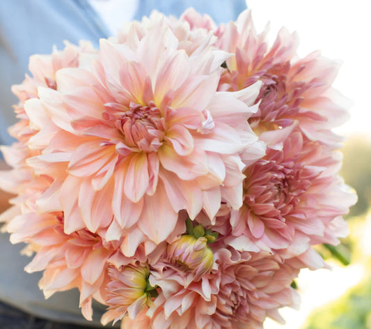 Fairway Pilot Dinner plate Dahlia Tuber