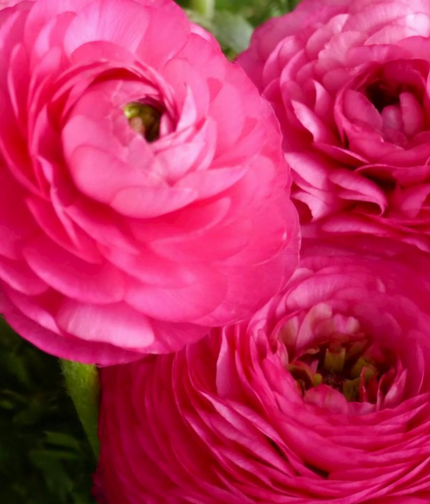 Pre-Sprouted Ranunculus Corms Telecote Rose (6)