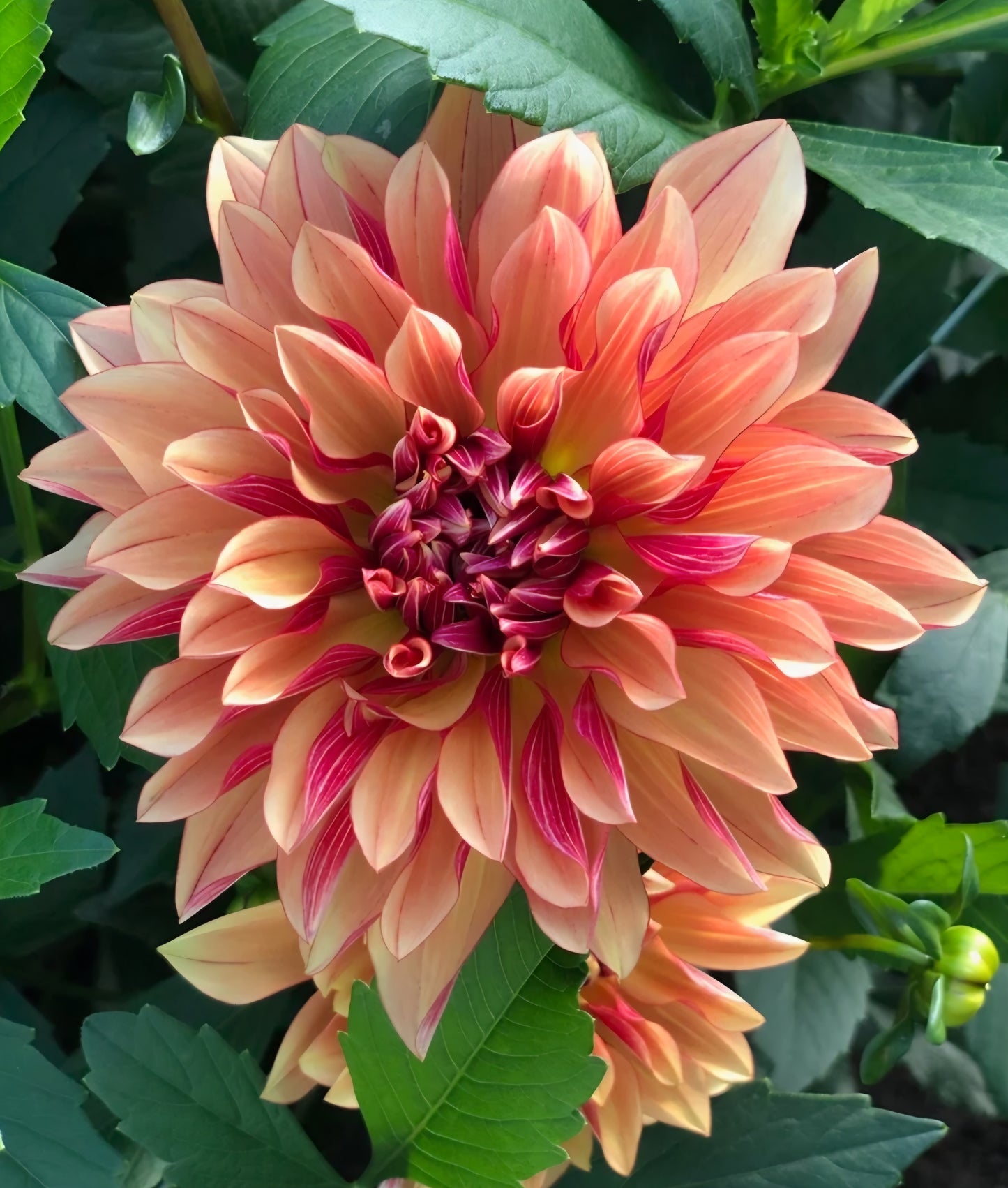 Miss Brandy Dahlia Tuber