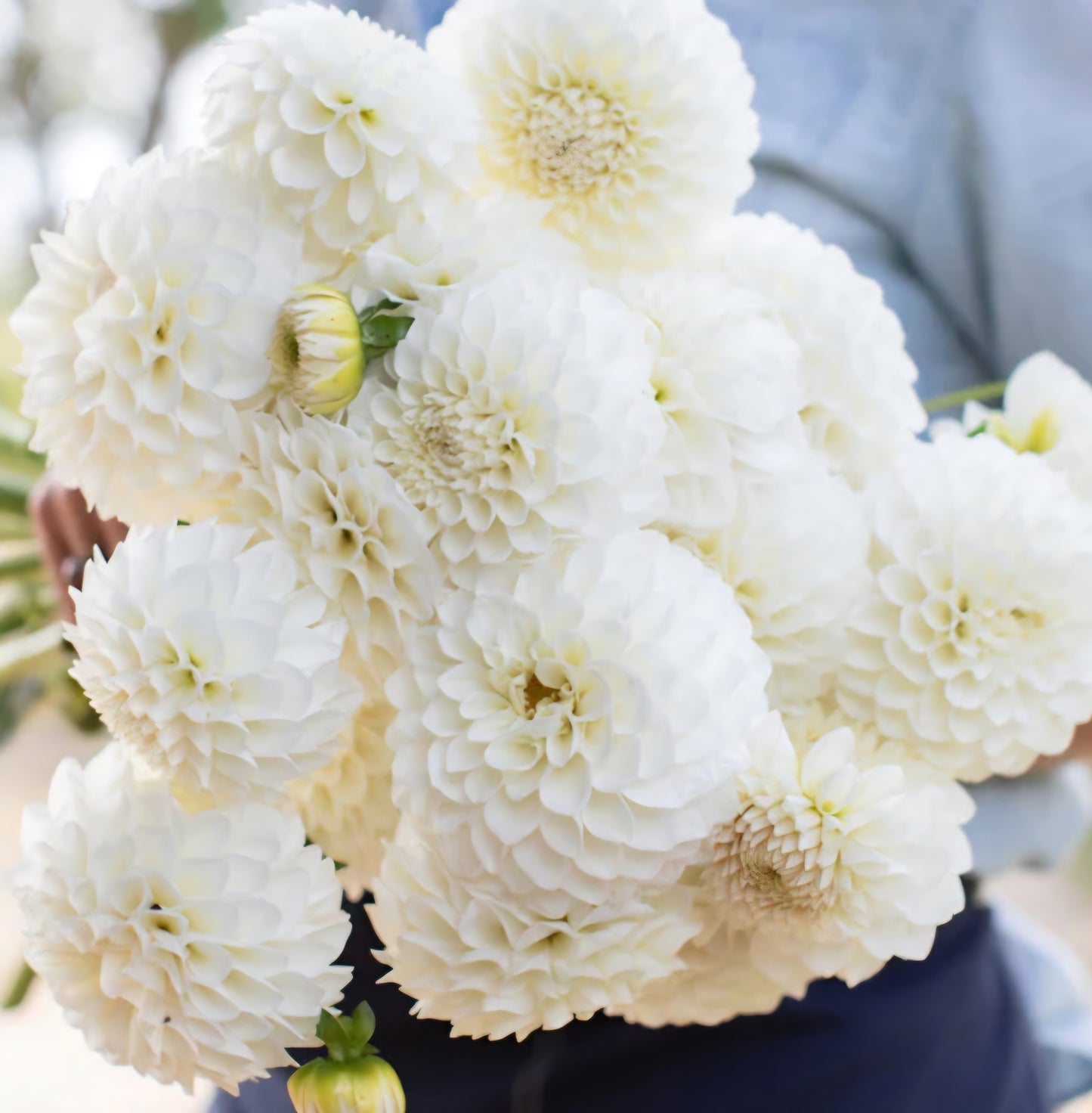 Boom Boom White Dahlia Cutting