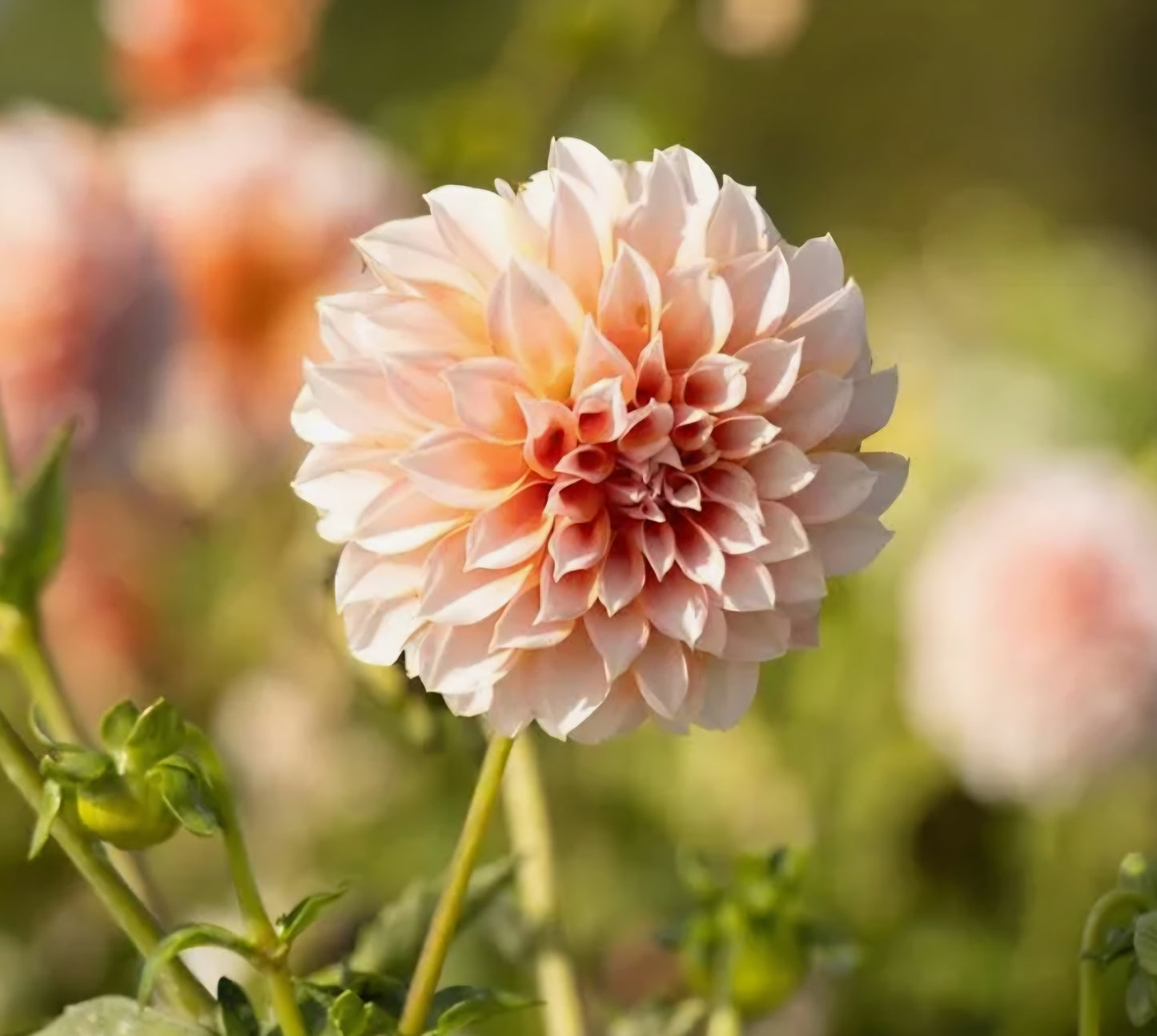 Peaches N Cream Dahlia Cutting