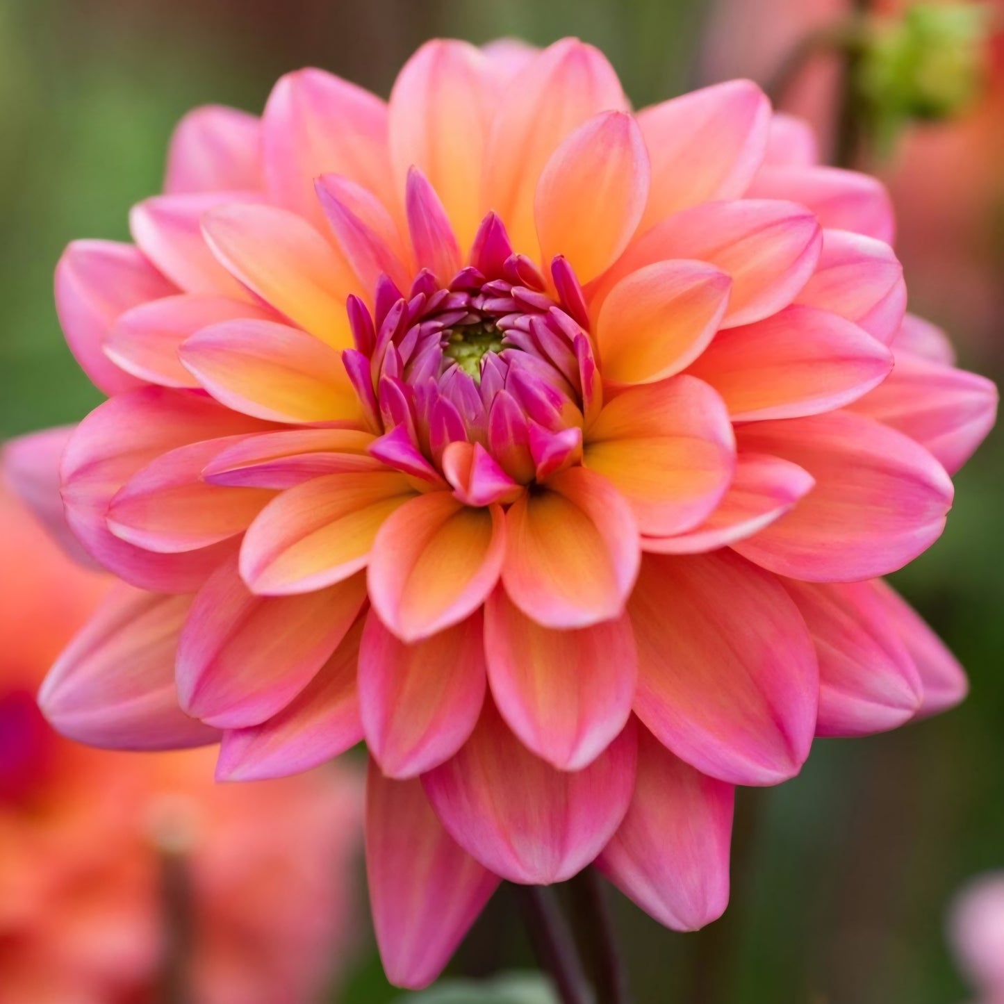 Great Silence Dahlia Tuber