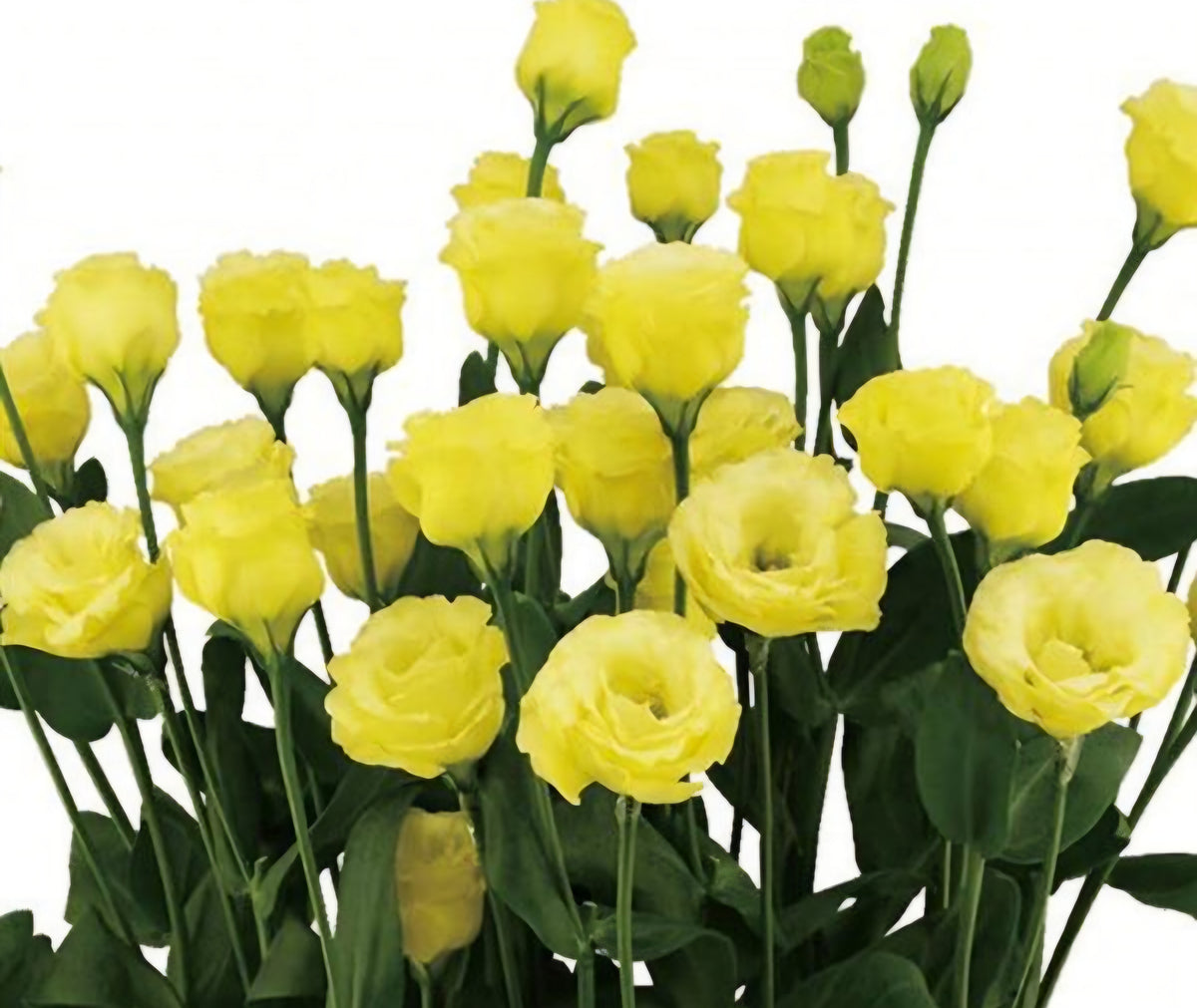 Lisianthus Little Summer Yellow Plugs
