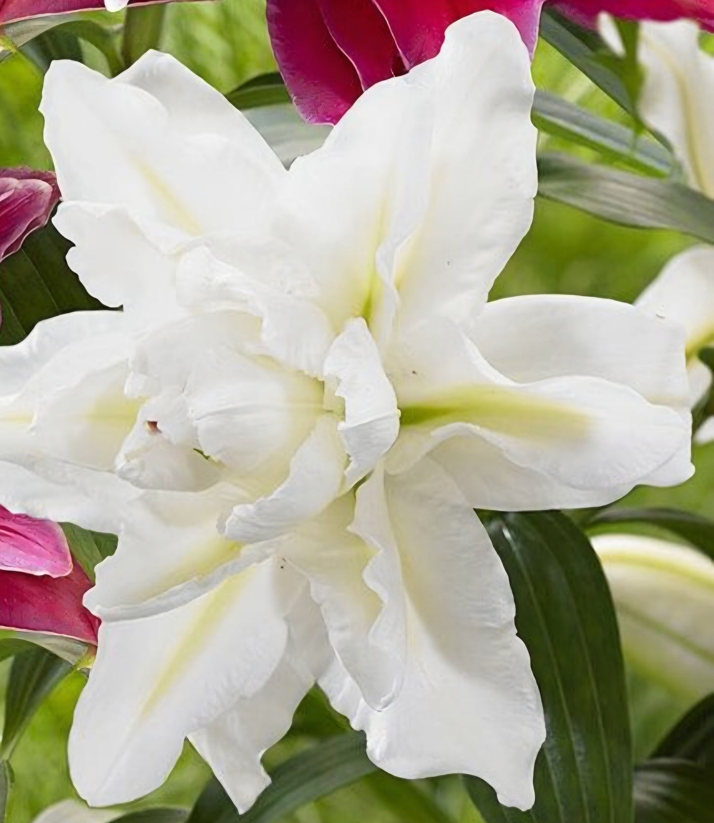 Oriental Double Lily Bowl of Beauty Bulbs (5)