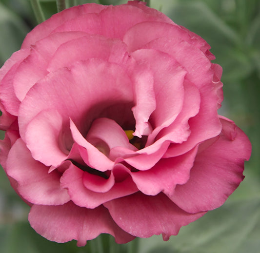 Lisianthus Advantage Cherry Sorbet Plugs