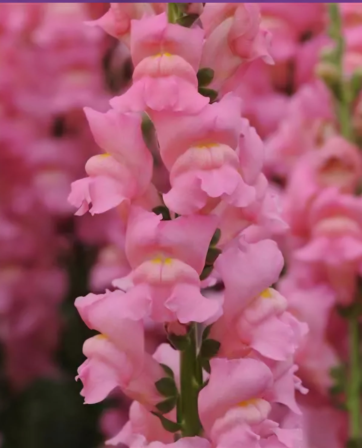 Potomac Pink Snapdragon Plugs