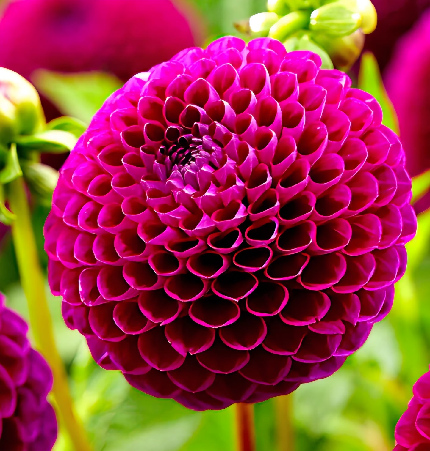 Downham Royal Dahlia Cutting