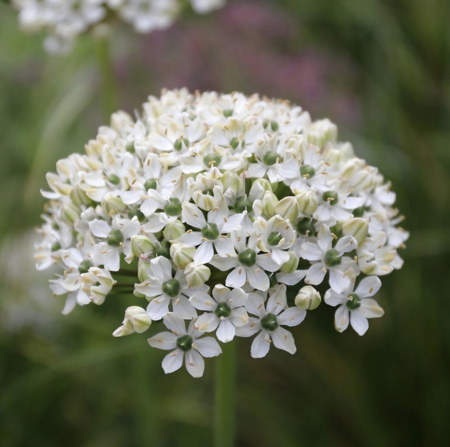 Allium Tall Nigrum Bulbs