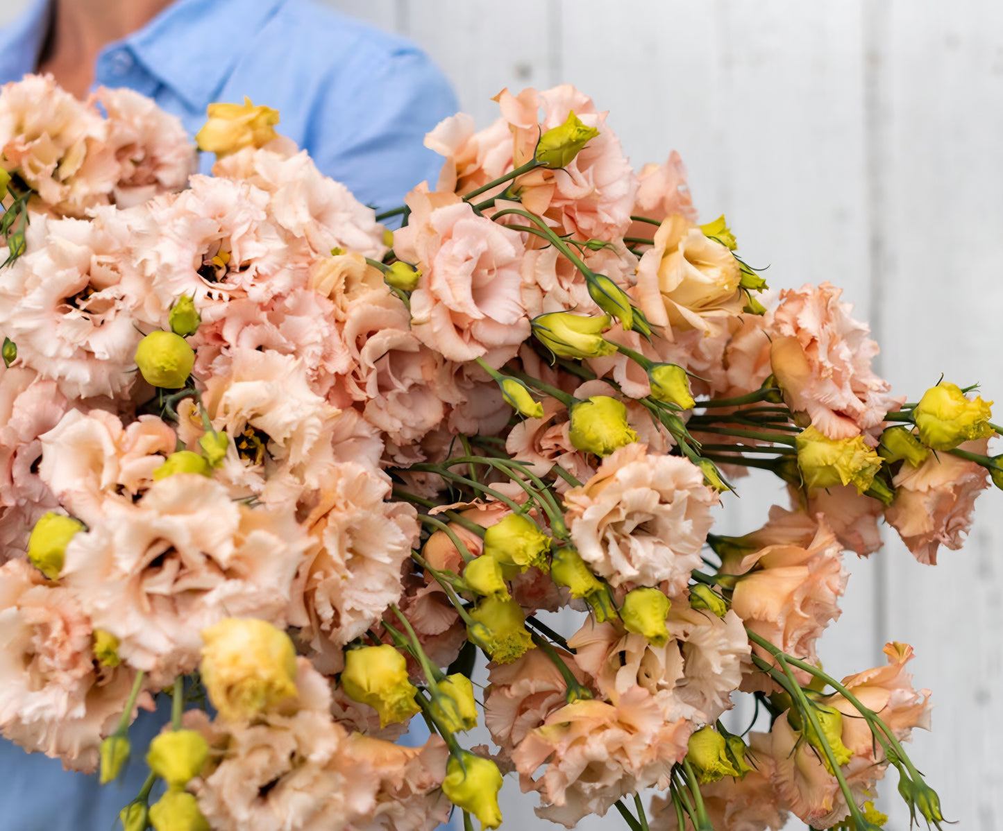 Lisianthus Voyage Light Apricot Plugs