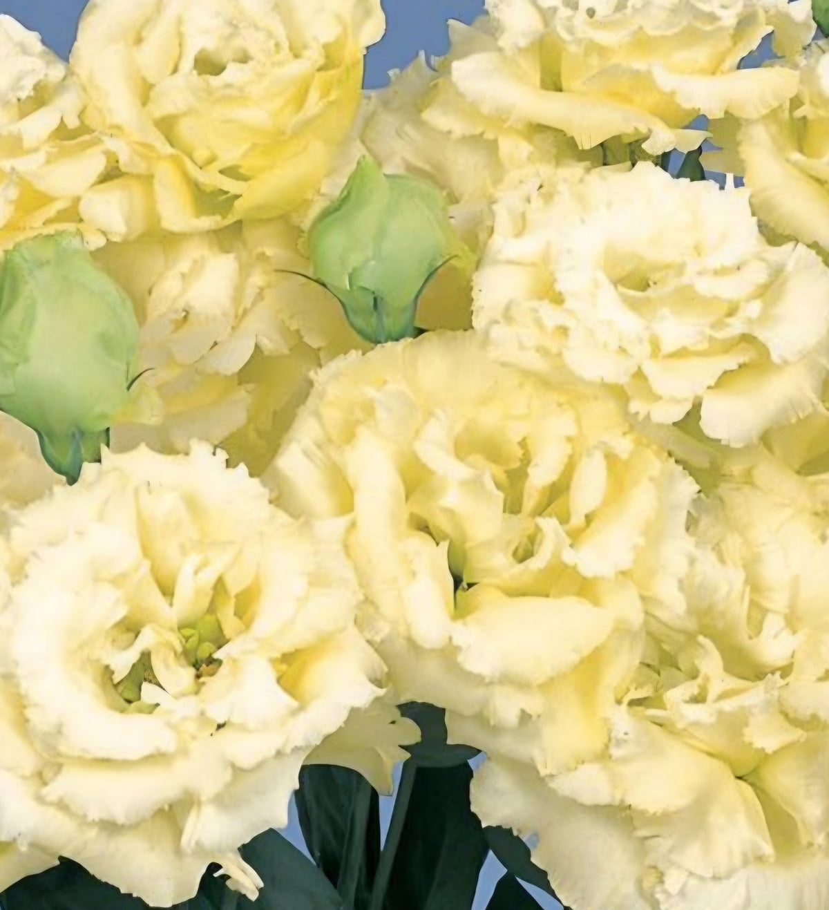 Lisianthus Voyage 2 Yellow Plugs