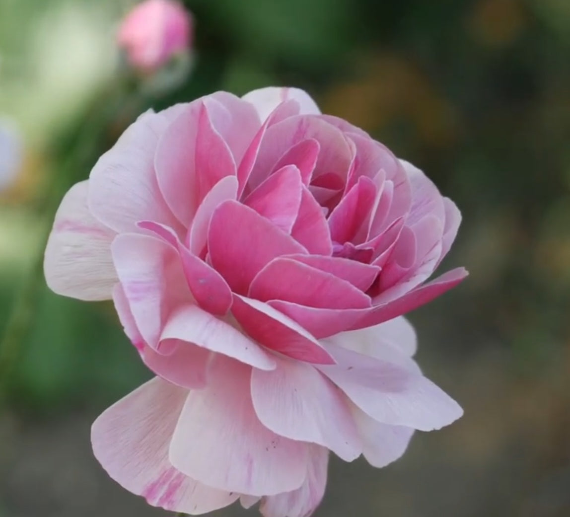 Porcelain Amandine Ranunculus Corms