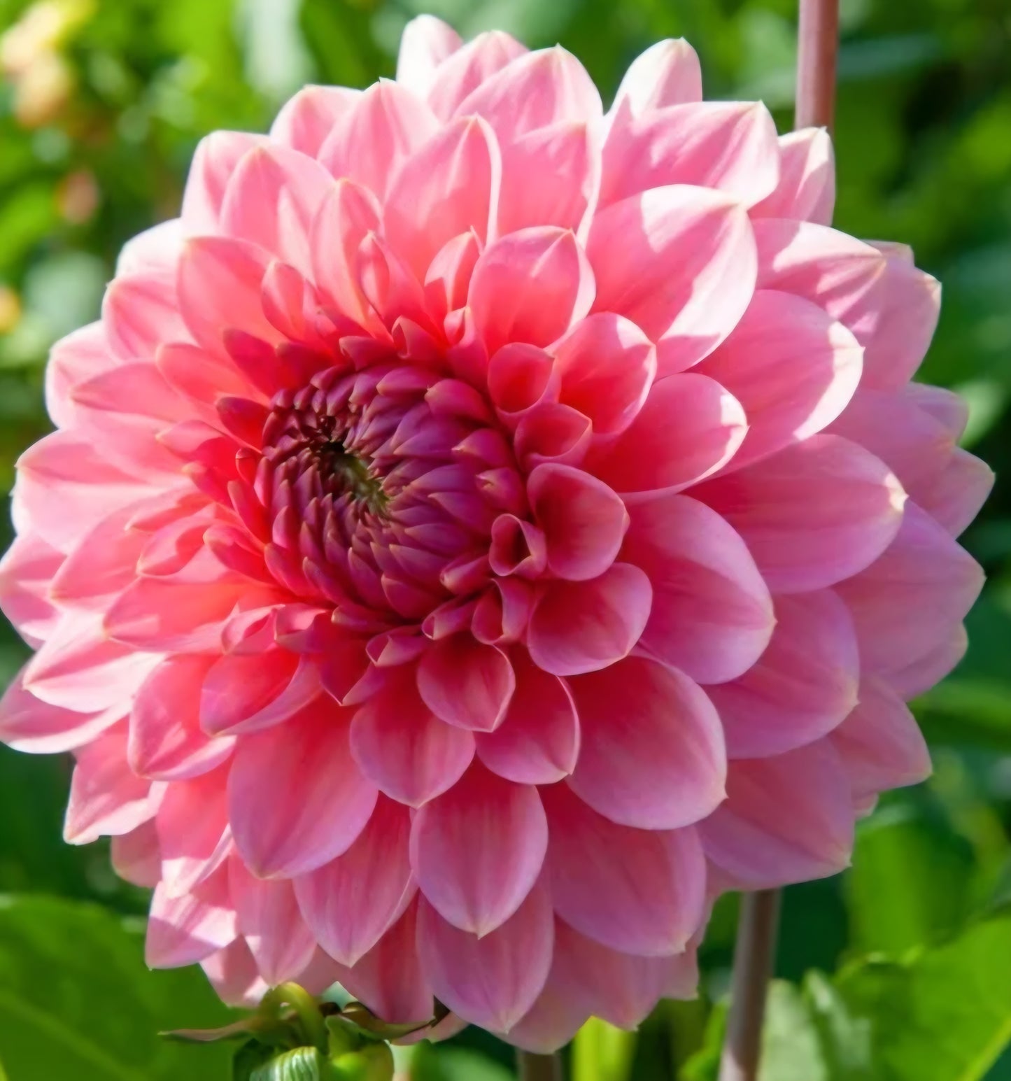 Askwith Minnie Dahlia Cutting