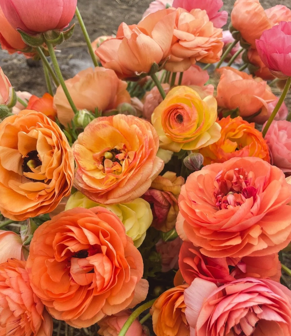 Tecolote Salmon Ranunculus Corms