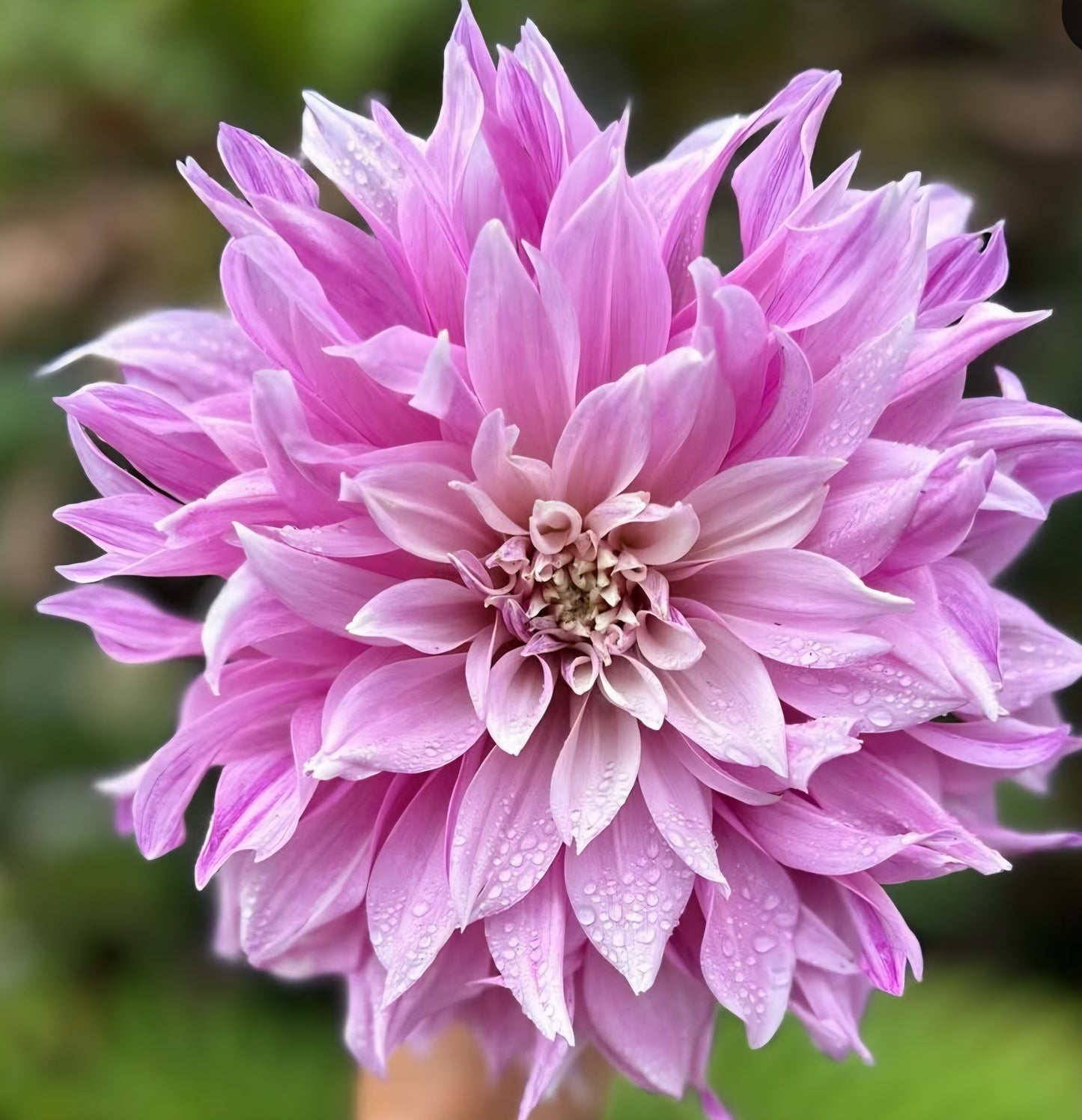 Labyrinth Two Tone Dahlia Tuber