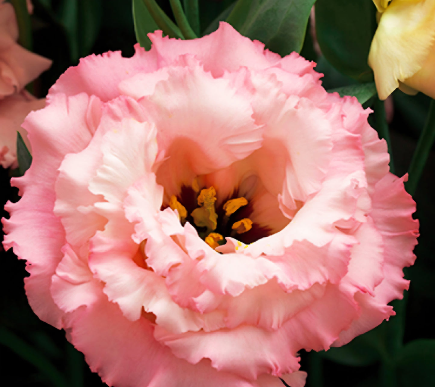 Lisianthus Corelli Apricot Plugs