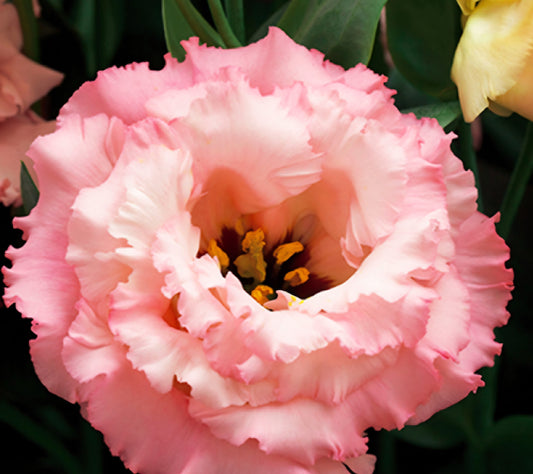 Lisianthus Corelli Apricot Plugs