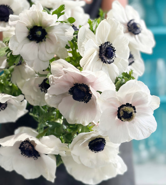 Anemone Marianne Panda White Corms (10)
