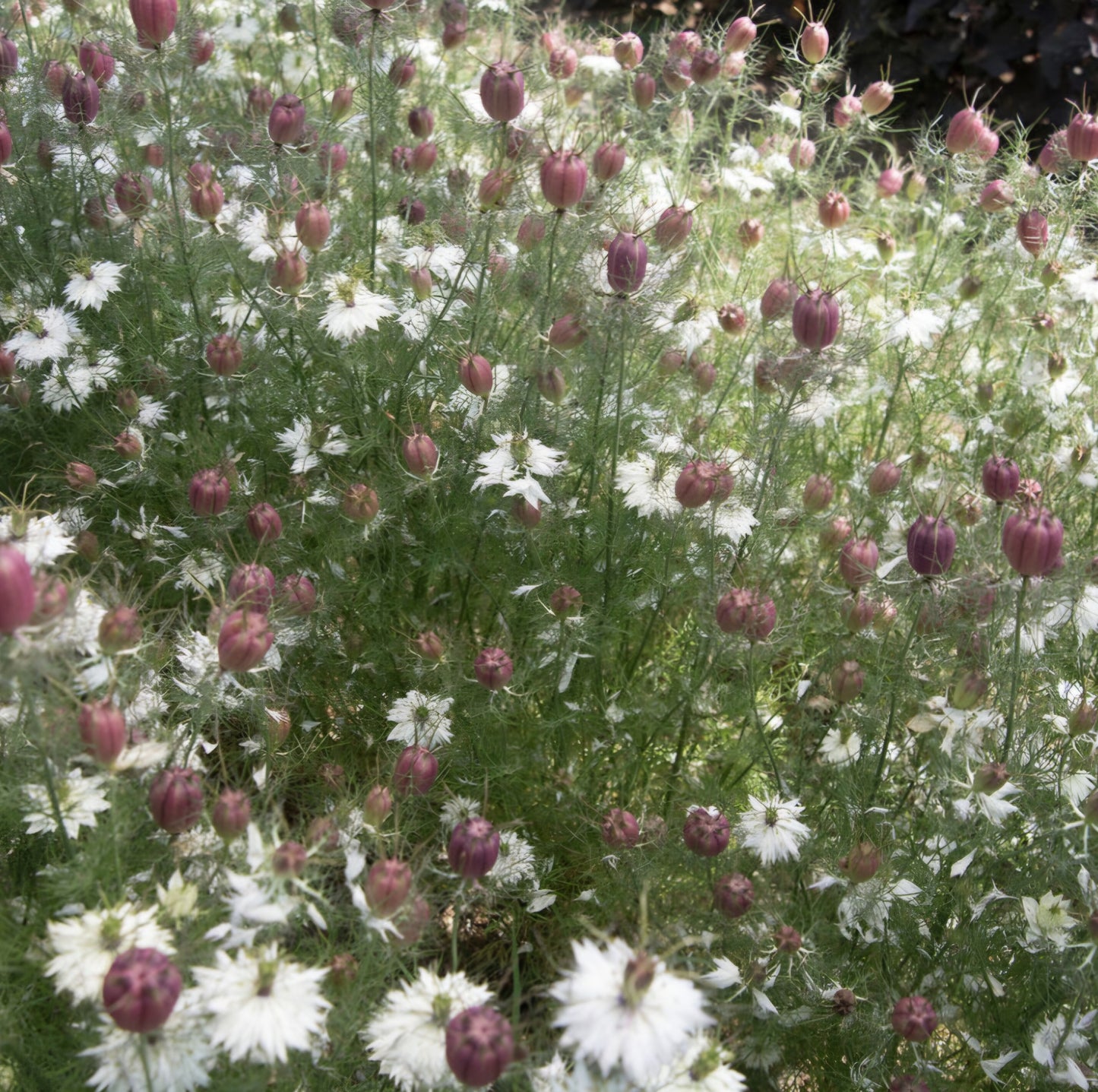 Nigella Albion Black Pod Plug (4)