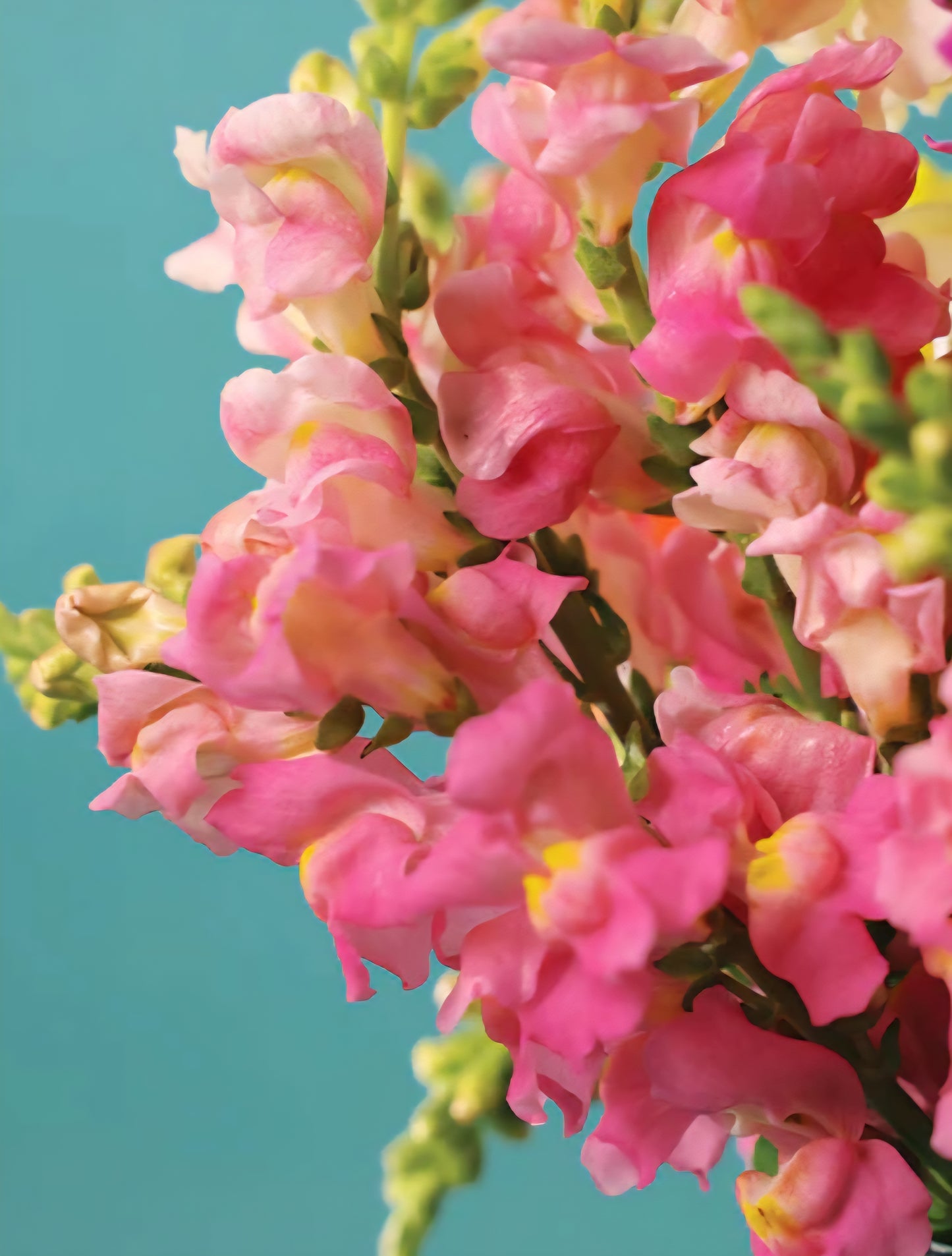 Rocket Pink Snapdragons (4)
