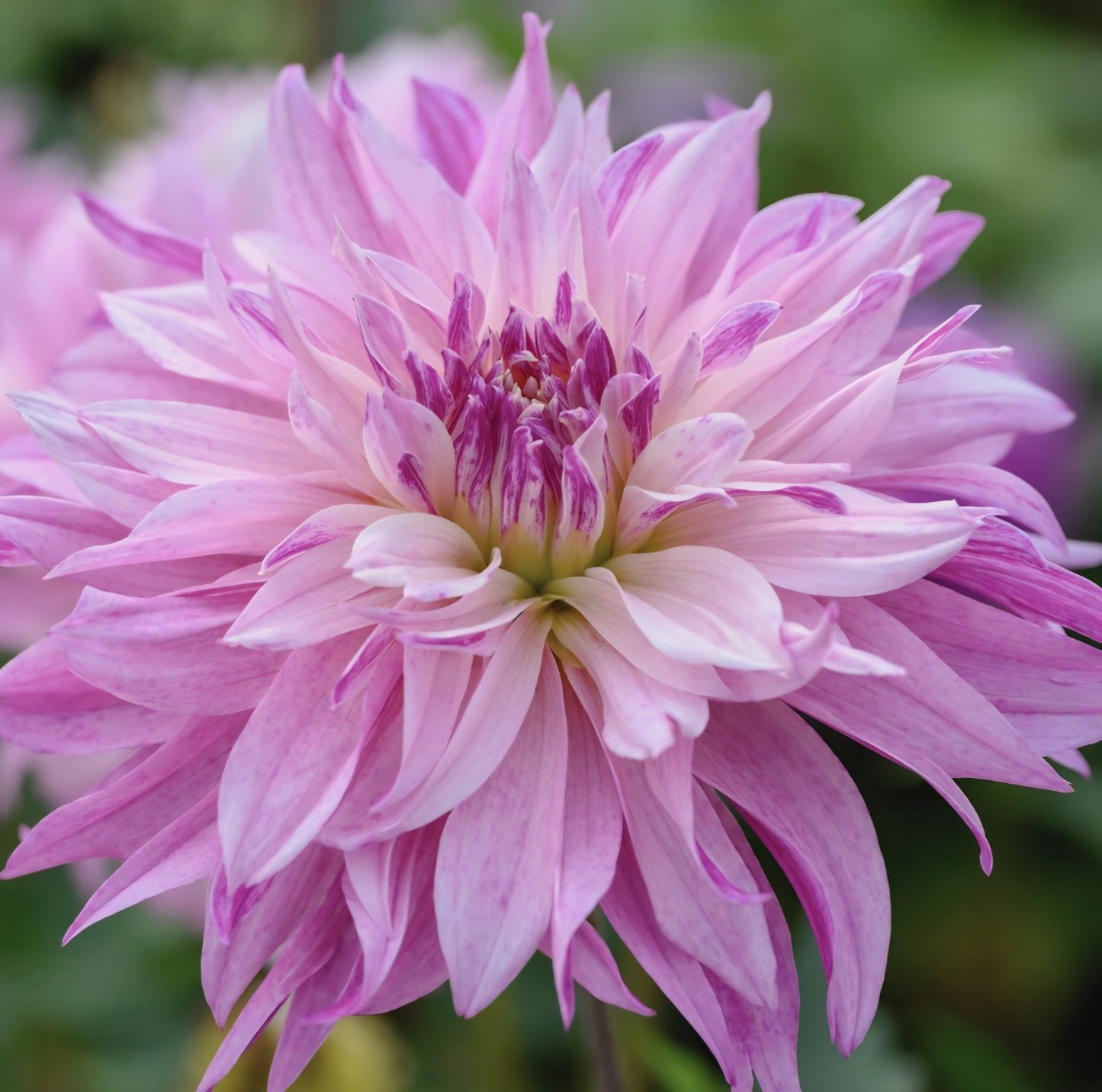 Labyrinth Two Tone Dahlia Tuber