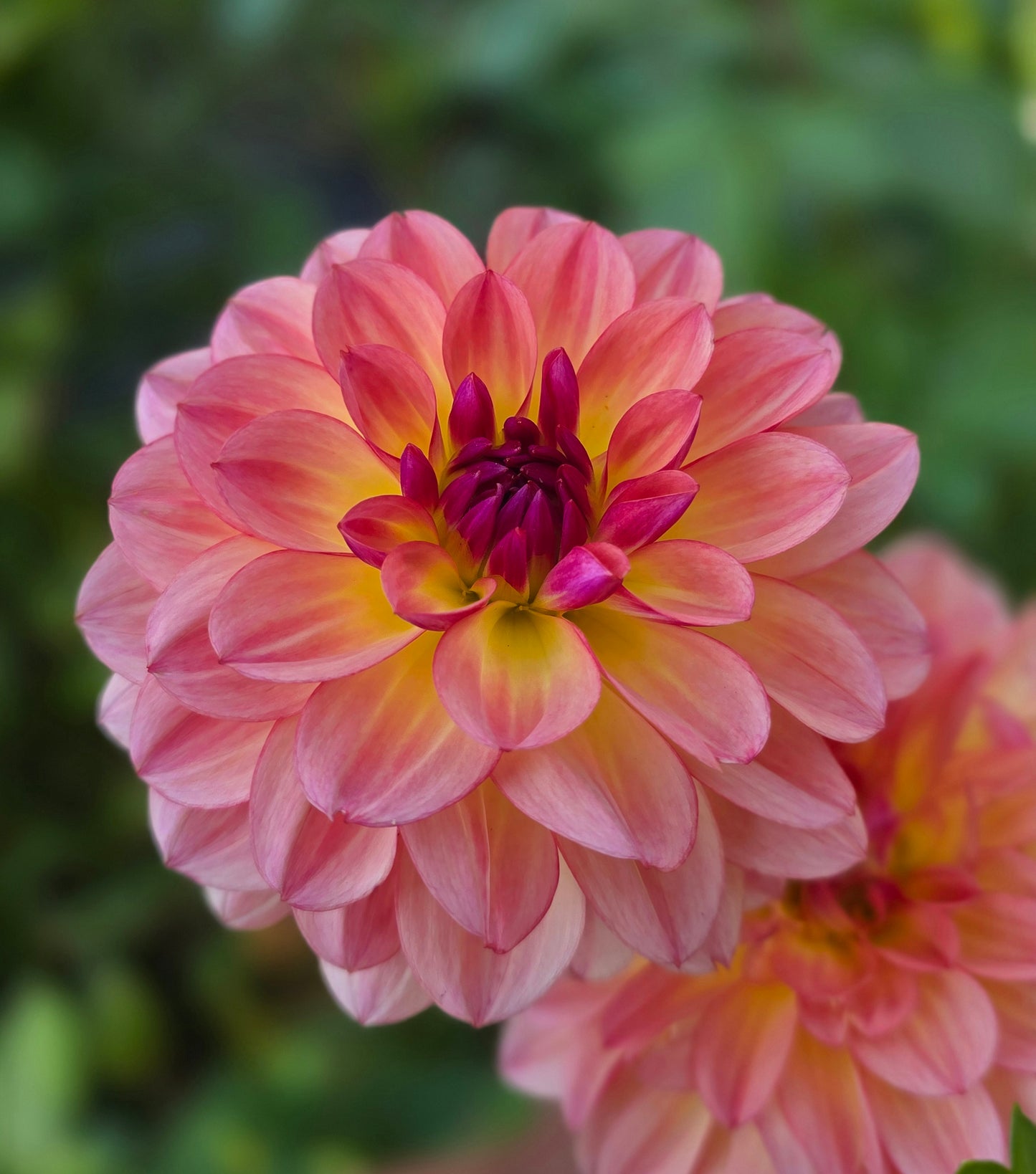 Byzantine Dahlia Tuber