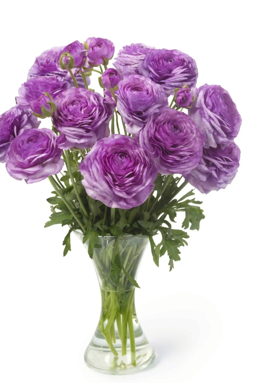 Romance Loubeyres Ranunculus Corms