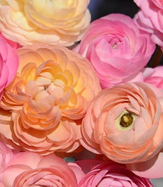 Amandine Pastel Ranunculus Corms