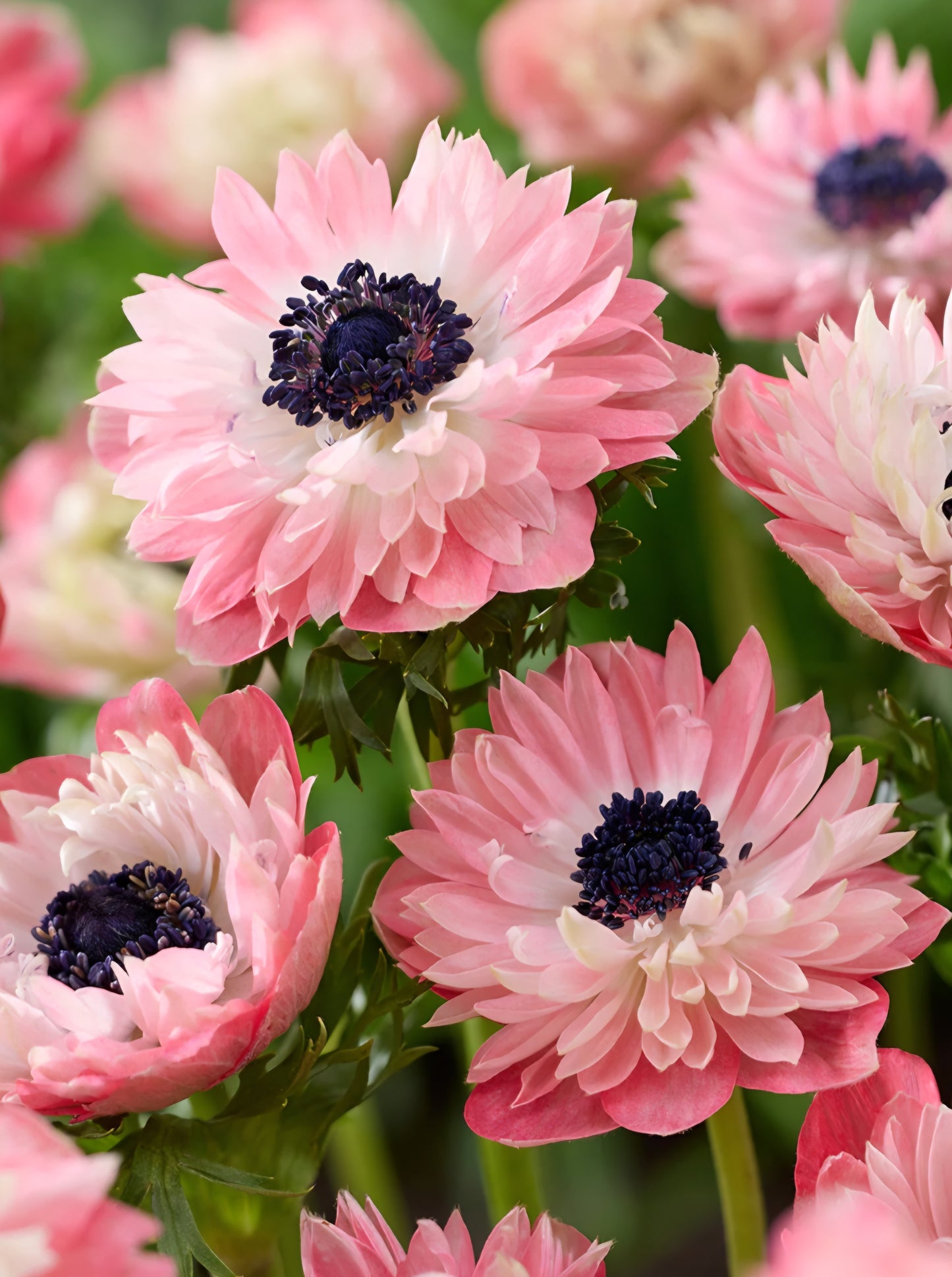 Anemone Fullstar Strawberry (10)